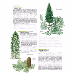 Le Grand Larousse des arbres - Vue supplémentaire 6