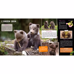 Une saison au zoo Le grand livre des bébés animaux (Broché)