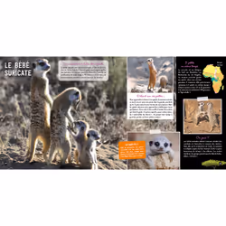 Une saison au zoo Le grand livre des bébés animaux (Broché)