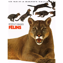 ISBN Petits et grands félins, Français, 72 pages