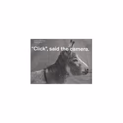 ISBN Click: Said The Camera, Photographie, Anglais, 42 pages