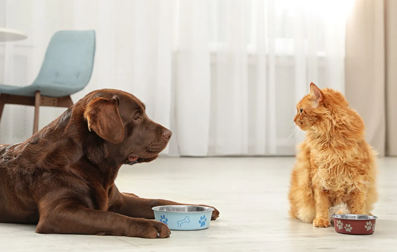 Alimentation chat et chien