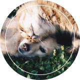 Assurance Chiens & Chats